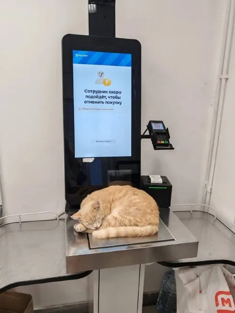 Кот отменяет покупку на кассе