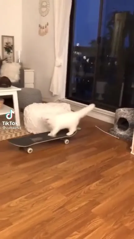 Cat Skateboards by Himself