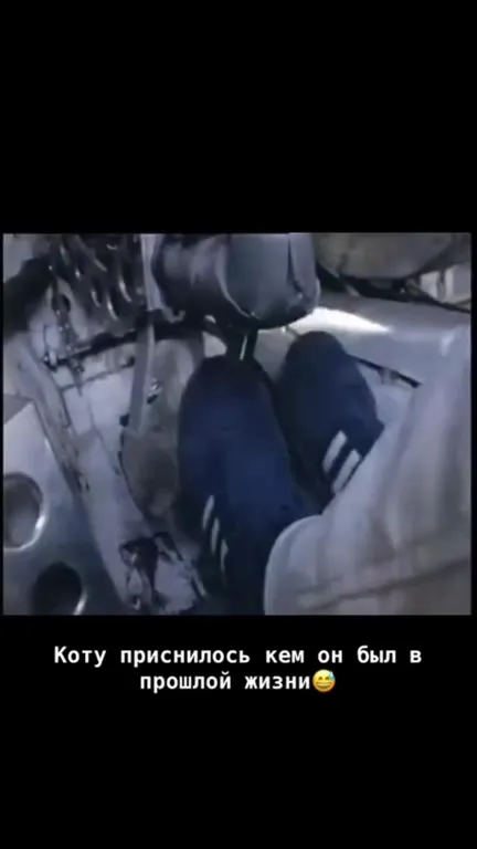 Кот-гонщик из прошлой жизни