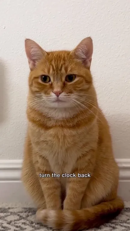 Cat Explains Daylight Saving Time