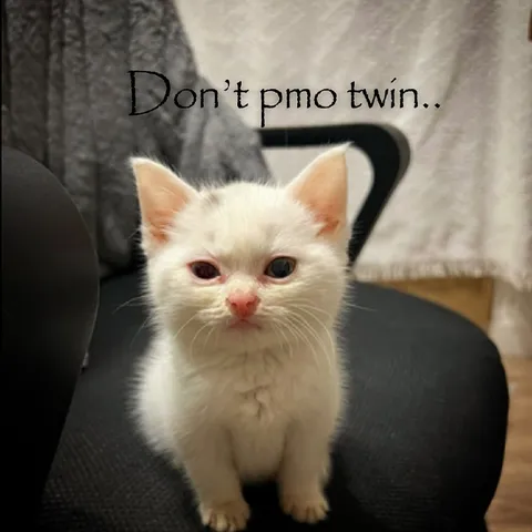 Don’t Pmo Twin Cat