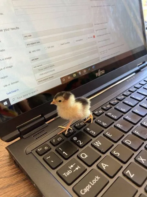 Chick Searches the Keyboard