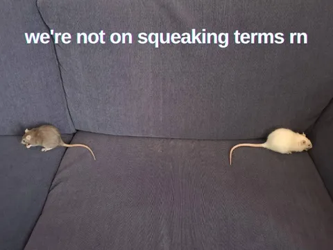 Not on Squeaking Terms