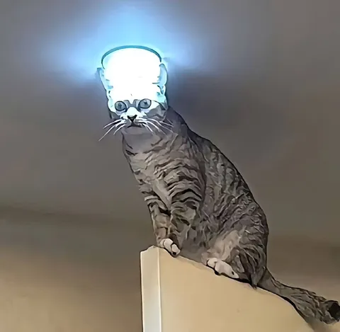 Кот в светящейся шапке