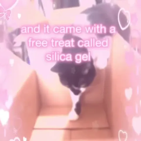 Cat Eats Silica Gel