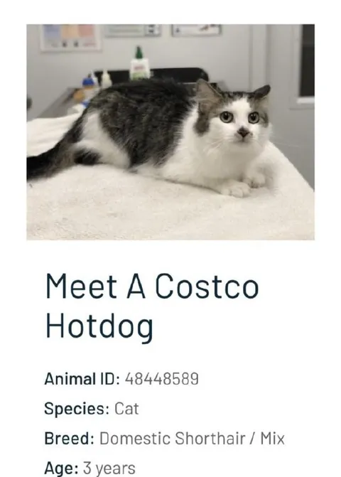 Costco Hotdog Cat