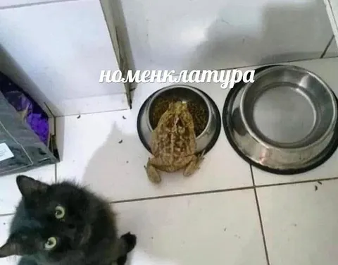 Кот и странная номенклатура
