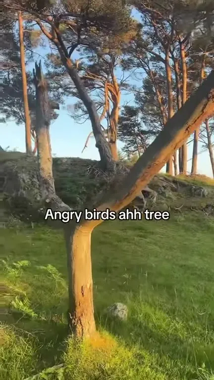 Angry Birds Tree in Real Life