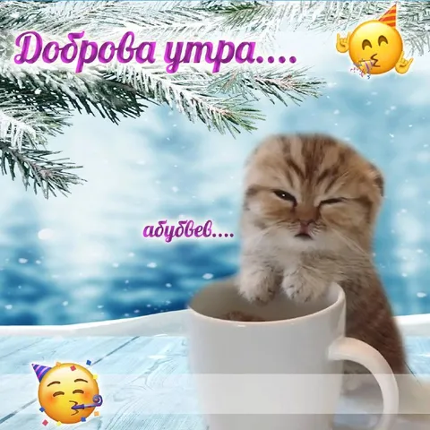 Доброва утра с котёнком