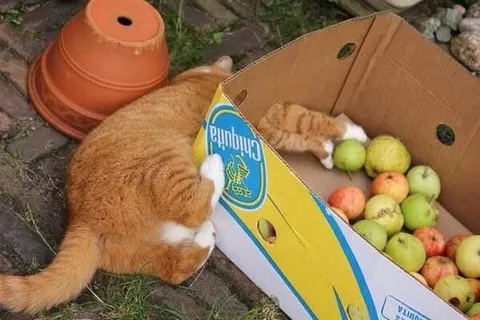 Cats in a Fruit Box