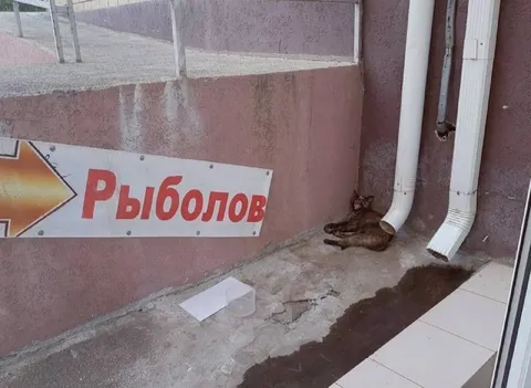 Кот у вывески «Рыболов»