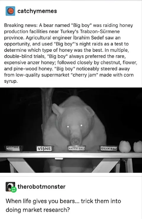 Bear Honey Market Research