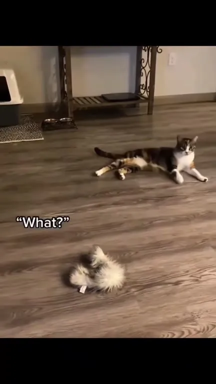 Cats Saying Unexpected Things