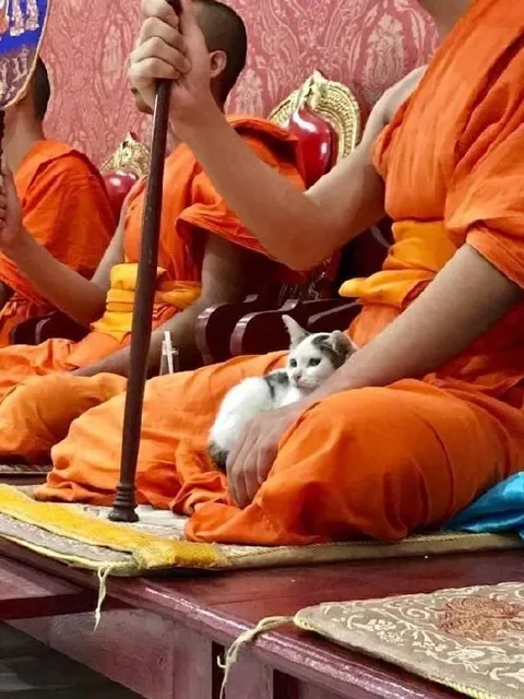 Монах держит котёнка