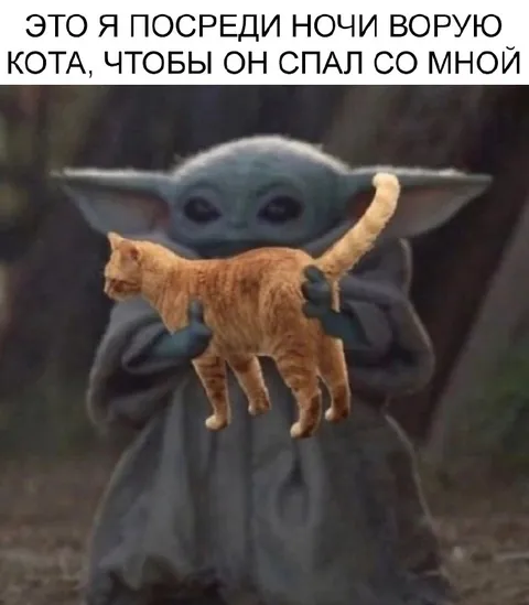 Ворую кота посреди ночи