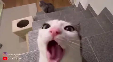 Stay Crunchy Cat