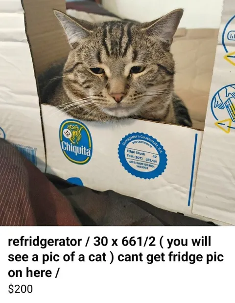 Cat Refrigerator Marketplace Listing