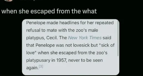 Penelope Escaped the Platypusary