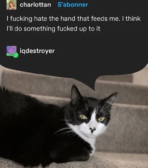 Cat Hates the Hand That Feeds It