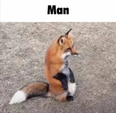 Man Fox Reaction