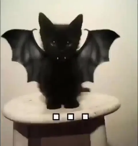 Cats Hate Everything About You