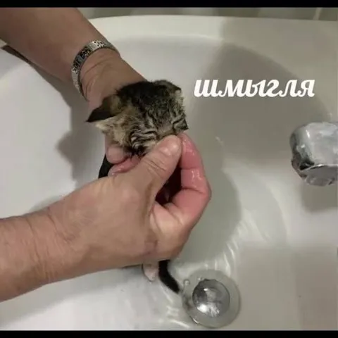 Шмыгляя в раковине