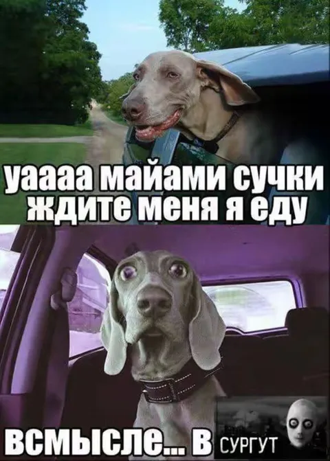 Собака едет в Сургут