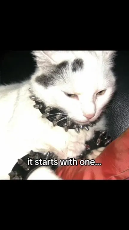 Cats Explaining the Rhyme