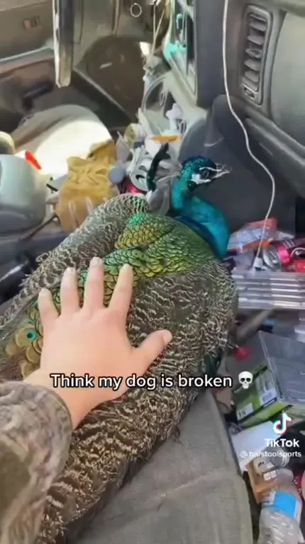 Peacock Dog Is Broken