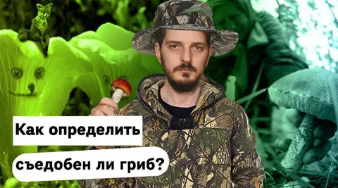 Как определить съедобный гриб