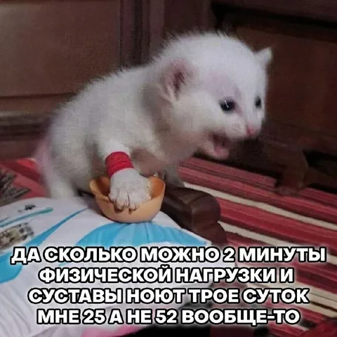Кот после двух минут нагрузки