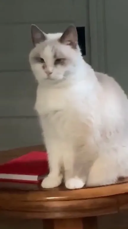 Кот задумался и уткнулся