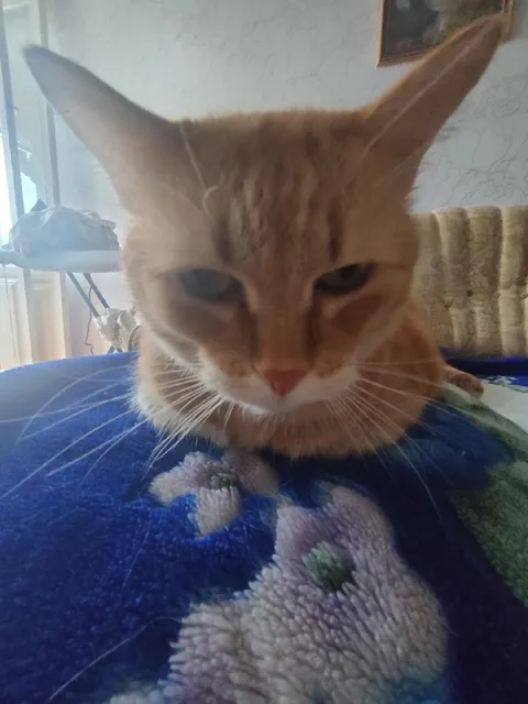 Кот с огромными ушами