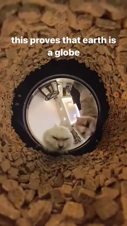 Cat Proves Earth Is a Globe