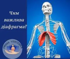 Важливість діафрагми