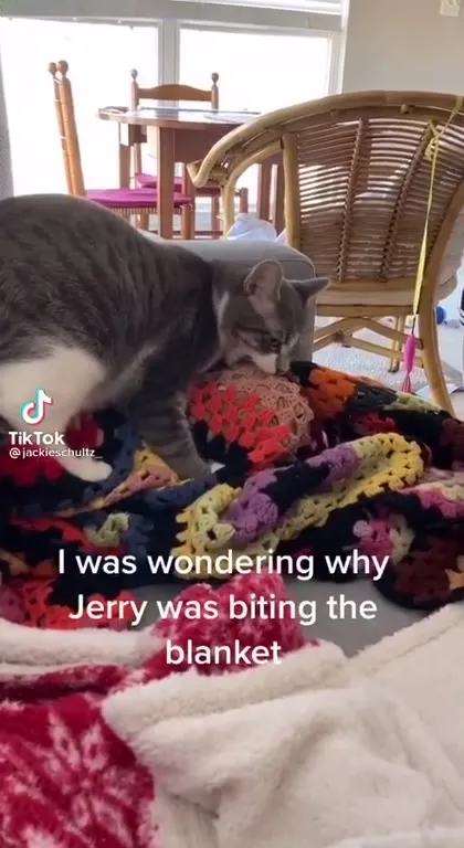 Jerry Bites the Blanket