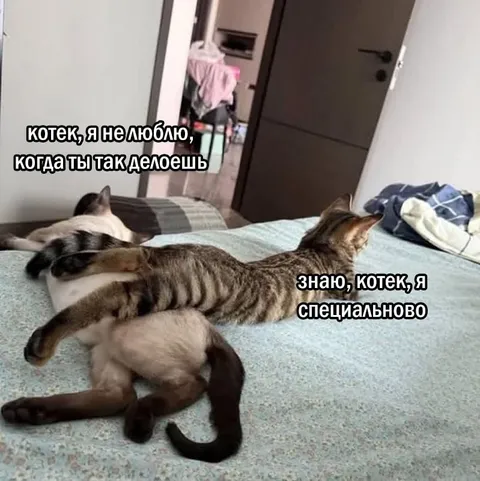 Кот специально мешает другому коту