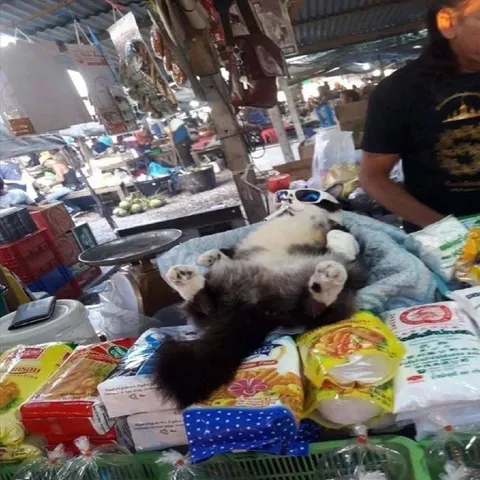Кот в солнечных очках на рынке