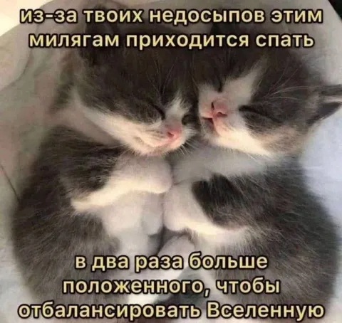 Котята спят за тебя
