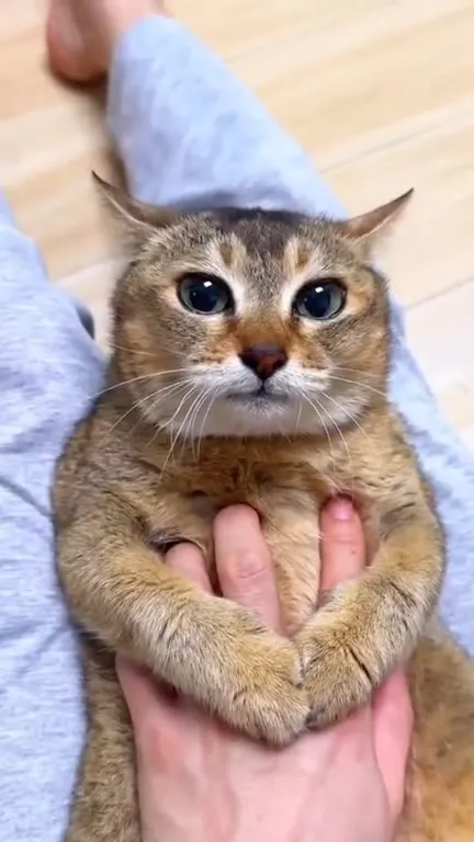 Котик, которого держат за лапки