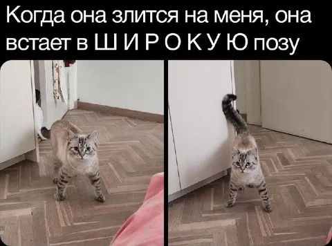 Кошка в широкой позе