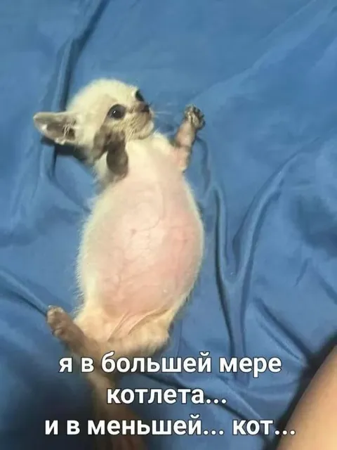 Я в большей мере котлета
