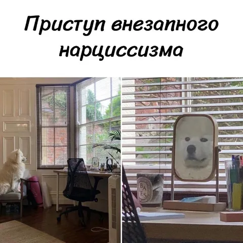 Приступ внезапного нарциссизма
