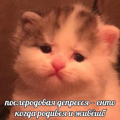 Послеродовая депрессия у котёнка