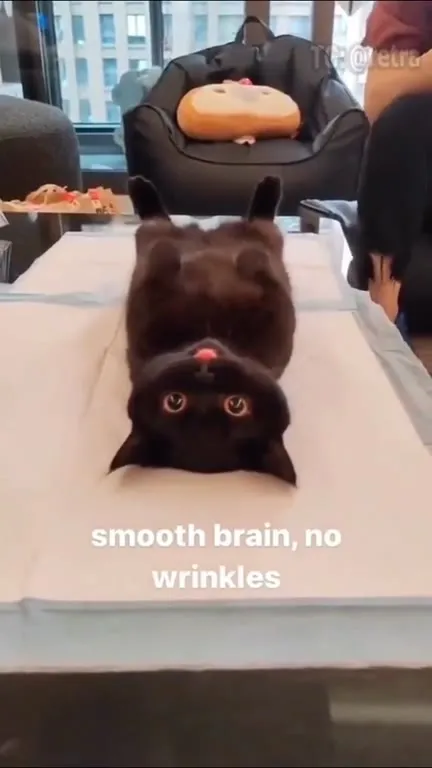 Smooth Brain Cat