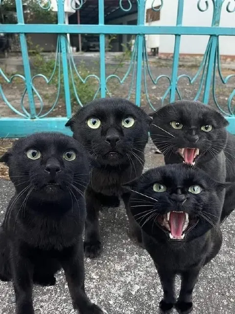 Четыре чёрных кота в ярости