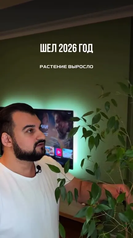 Растение выросло до потолка