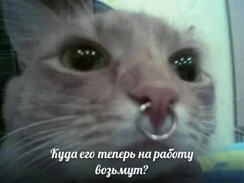 Куда его теперь возьмут на работу