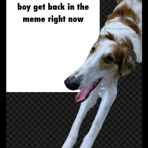 Borzoi Gets Back in the Meme