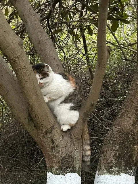 Кот прячется на дереве